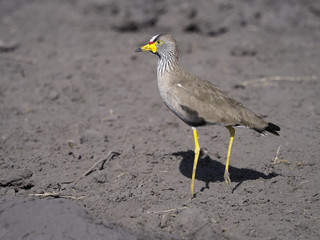 African wattled-plover, Vanellus senegallus