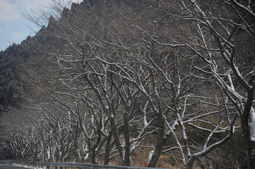 冬の桜並木