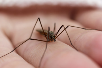 Mosquito