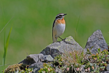 Braunkehlchen