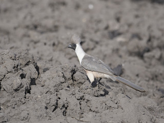 Bare-faced go-away-bird, Corythaixoides personatus