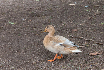 Duck