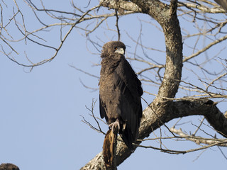 Bateleur eagle, Terathopius ecaudatus