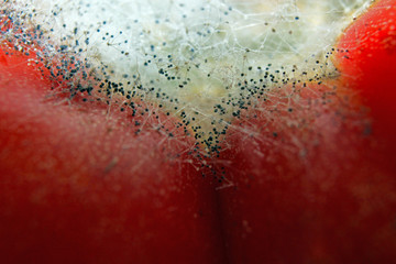 Mold on tomato