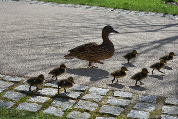 Ducklings leading their mother
