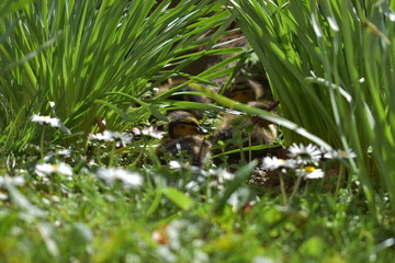Ducklings resting in the daffodils