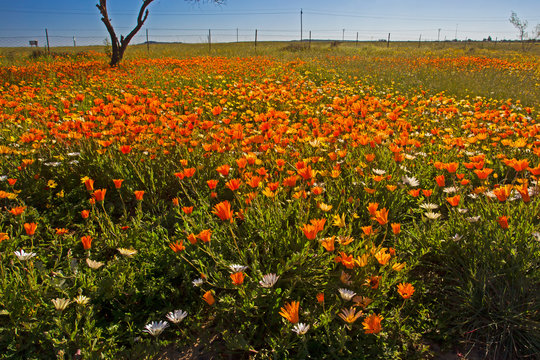 Field of orange Namaqua Daises in spring