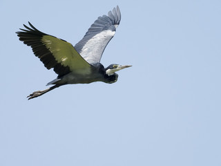 Black-headed heron, Ardea melanocephala