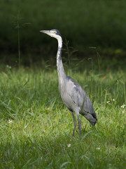 Fototapeta premium Black-headed heron, Ardea melanocephala