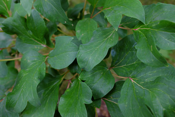 Paeonia suffruticosa