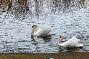 Swans in lake
