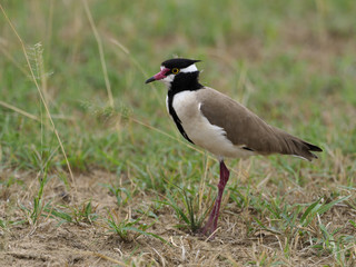 Black-headed plover, Vanellus tectus