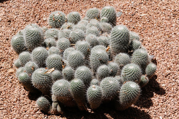 Cacti