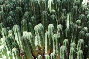 Cacti