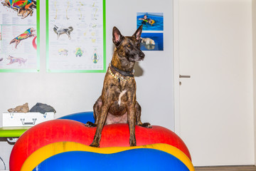 Mallinois Schäferhund sitzt in einer Praxis