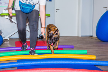 Junger Mallinois in der Therapie