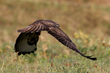 Bussard