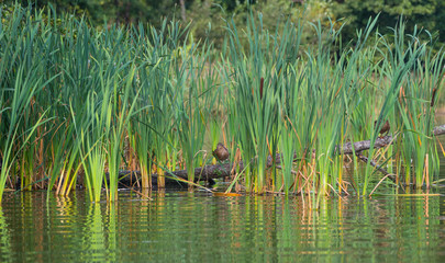 Two gadwalls on a log in the thickets of the cattail.