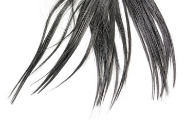 Close up vertical long black hair isolated on white background