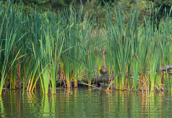 Gadwall on a log in the thickets of the cattail.