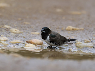 Bronze mannikin,  Lonchura cucullata