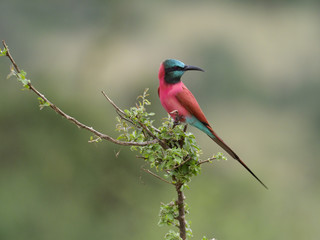 Carmine bee-eater, Merops nubicoides