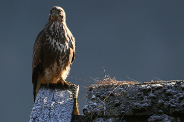 Bussard