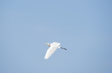 Great egret flies on  the blue sky background, wings spread and neck folded. Top view
