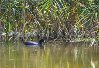 Eurasian coot on the lake on the typha background