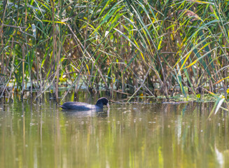 Eurasian coot pulls the plant from the lake on the typha background