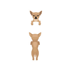Chihuahua hanging on invisible fence, front and back view. Dog standing on hind paws, muzzle peeking out from border. Flat vector design