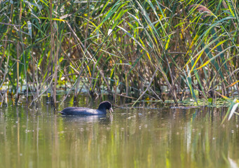 Eurasian coot with an open beak in the lake