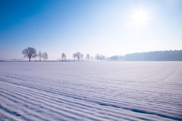 Polska zima mróz krajobraz drzewa słońce - obrazy, fototapety, plakaty