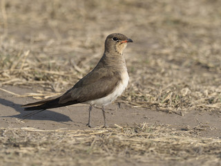 Collared pratincole, Glareola pratincola