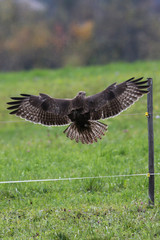 Bussard