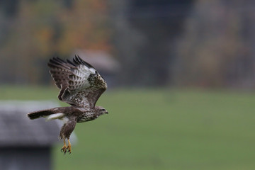Bussard