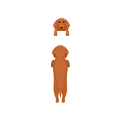 Flat vector set of dog poses. Front and back view of brown dachshund. Portrait of muzzle with paws hanging on border and full body