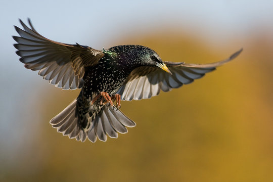 Flying starling with spreaded wings on green and yellow background