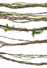 set wild dry liana jungle vine isolated on white background, clipping path - obrazy, fototapety, plakaty