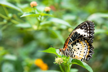 Beautiful butterfly on flowers with green leaves in the park background