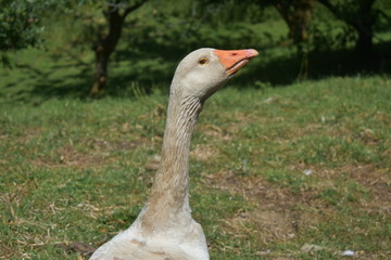 Majestic goose