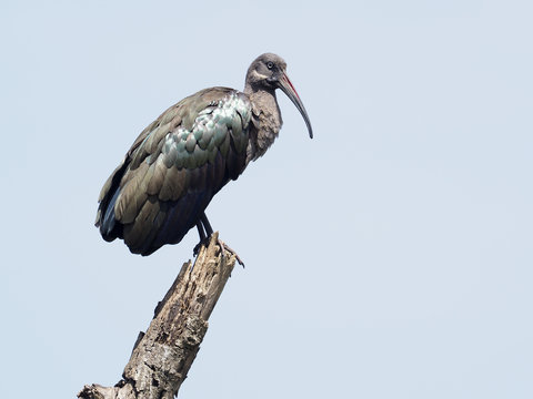 Hadeba Ibis, Bostrychia Hagedash