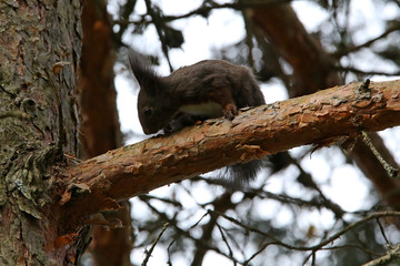 Eichhörnchen