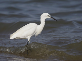 Little egret, Egretta garzetta