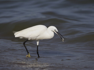 Little egret, Egretta garzetta