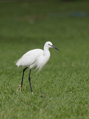 Fototapeta premium Little egret, Egretta garzetta