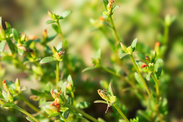 flowers in the garden