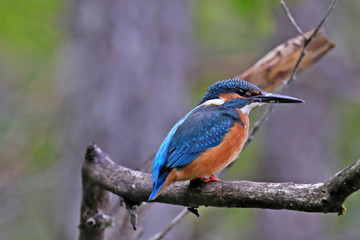 Eisvogel