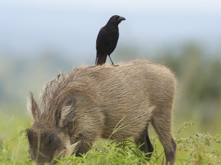 Piapiac, Ptilostomus afer
