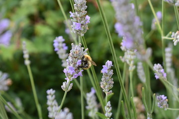 Bee taking nectar from lavender 